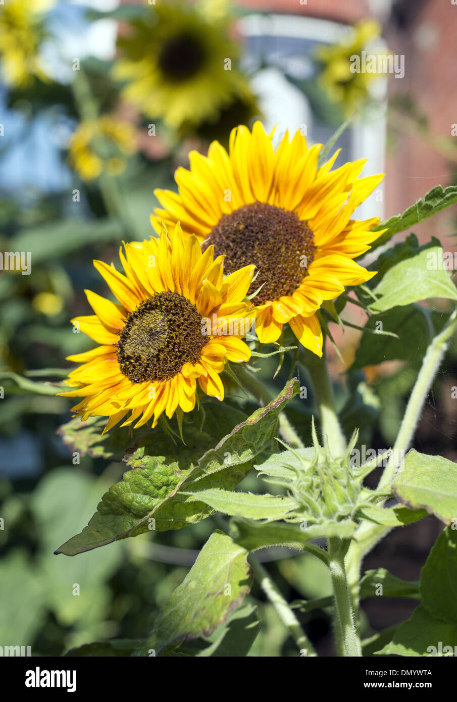 Sunflowers growing in back garden Stock Photo Alamy