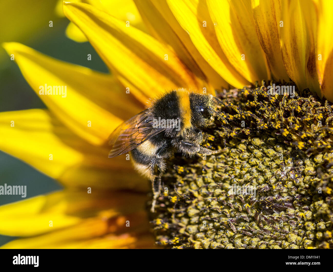 Bumble bee on sunflower head Stock Photo