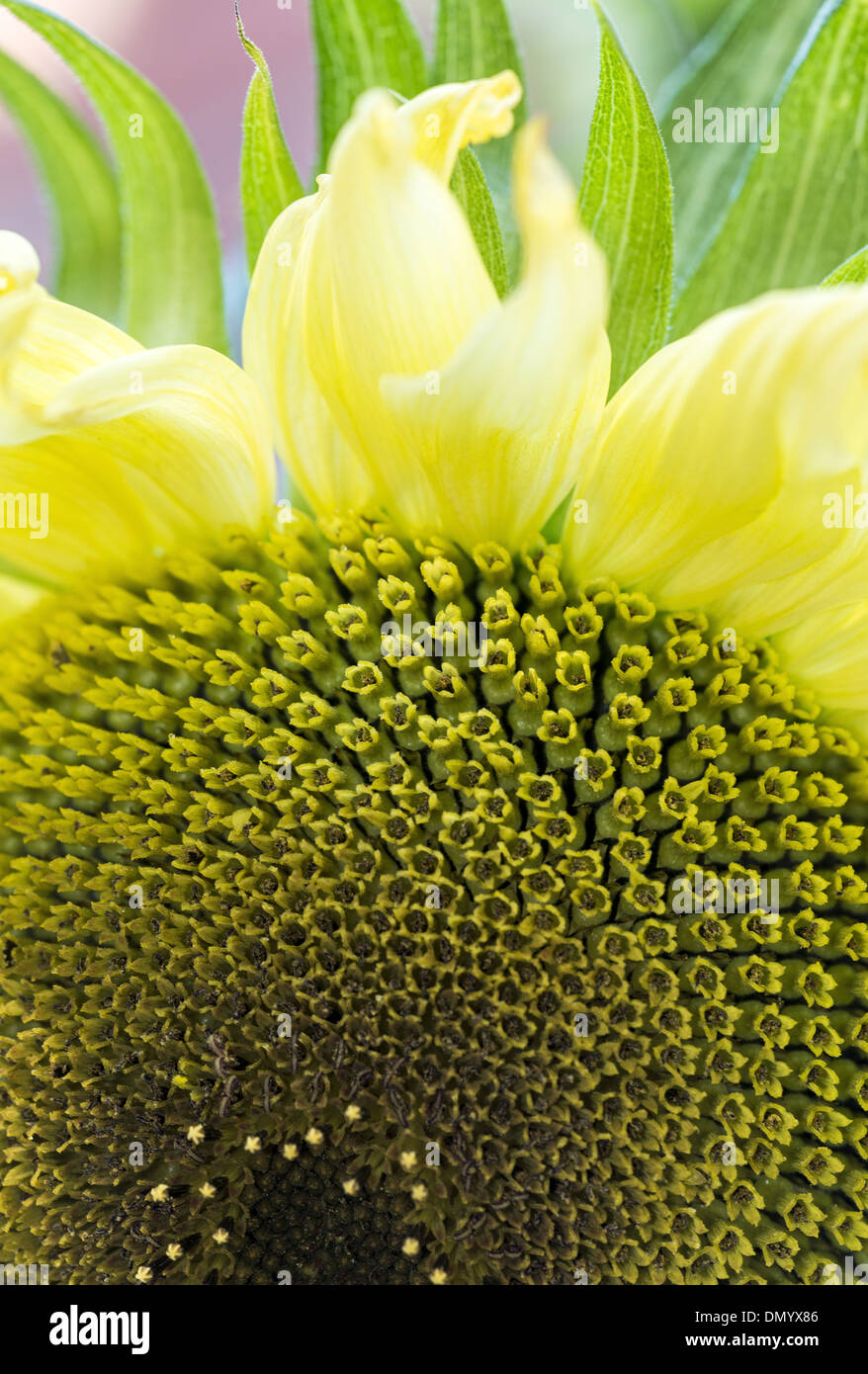 Disk floret detail of large yellow sunflower - Helianthus annuus Stock Photo