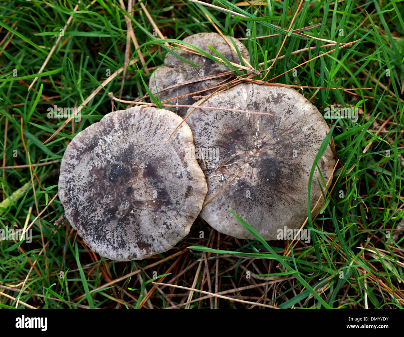 Crowded Brittlegill Fungus, Russula densifolia, Russulaceae. Stock Photo