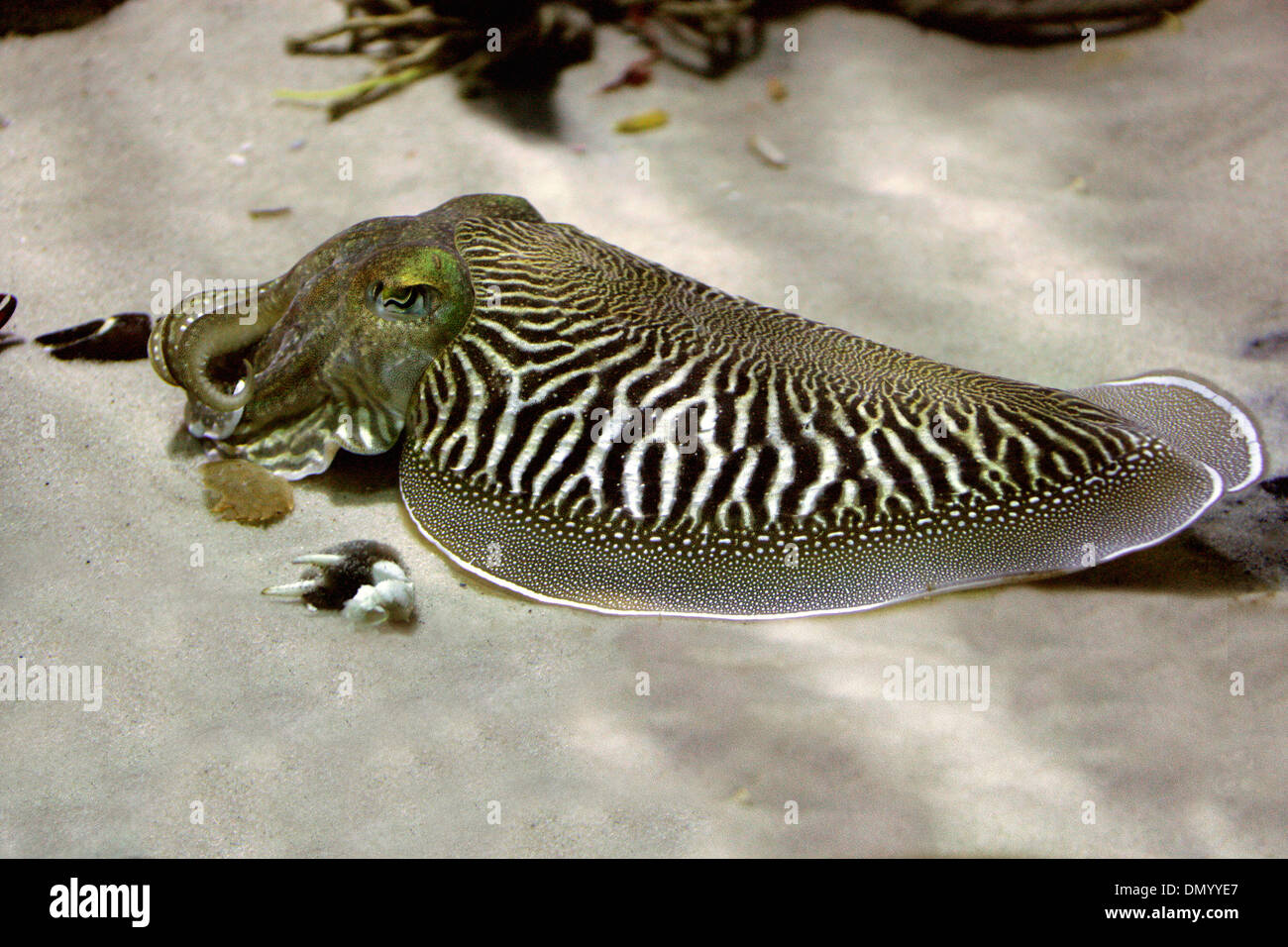 European Common Cuttlefish, Sepia officinalis, Sepiidae, Sepiida, Cephalopoda, Mollusca. Mediterranean, North Sea, Baltic Sea. Stock Photo