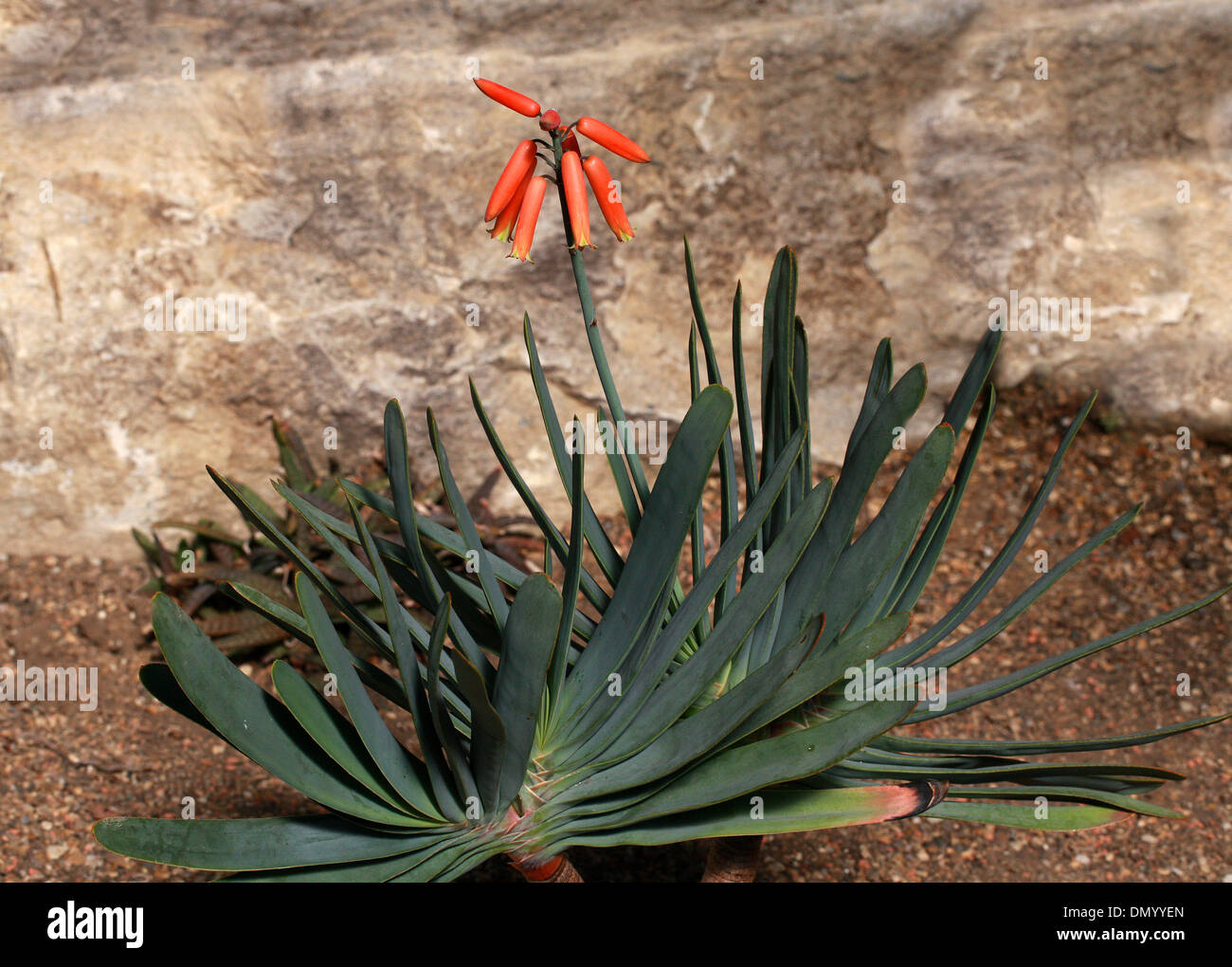 Fan Aloe, Aloe plicatilis, Xanthorrhoeaceae (Aloaceae). Western Cape, South Africa. Stock Photo
