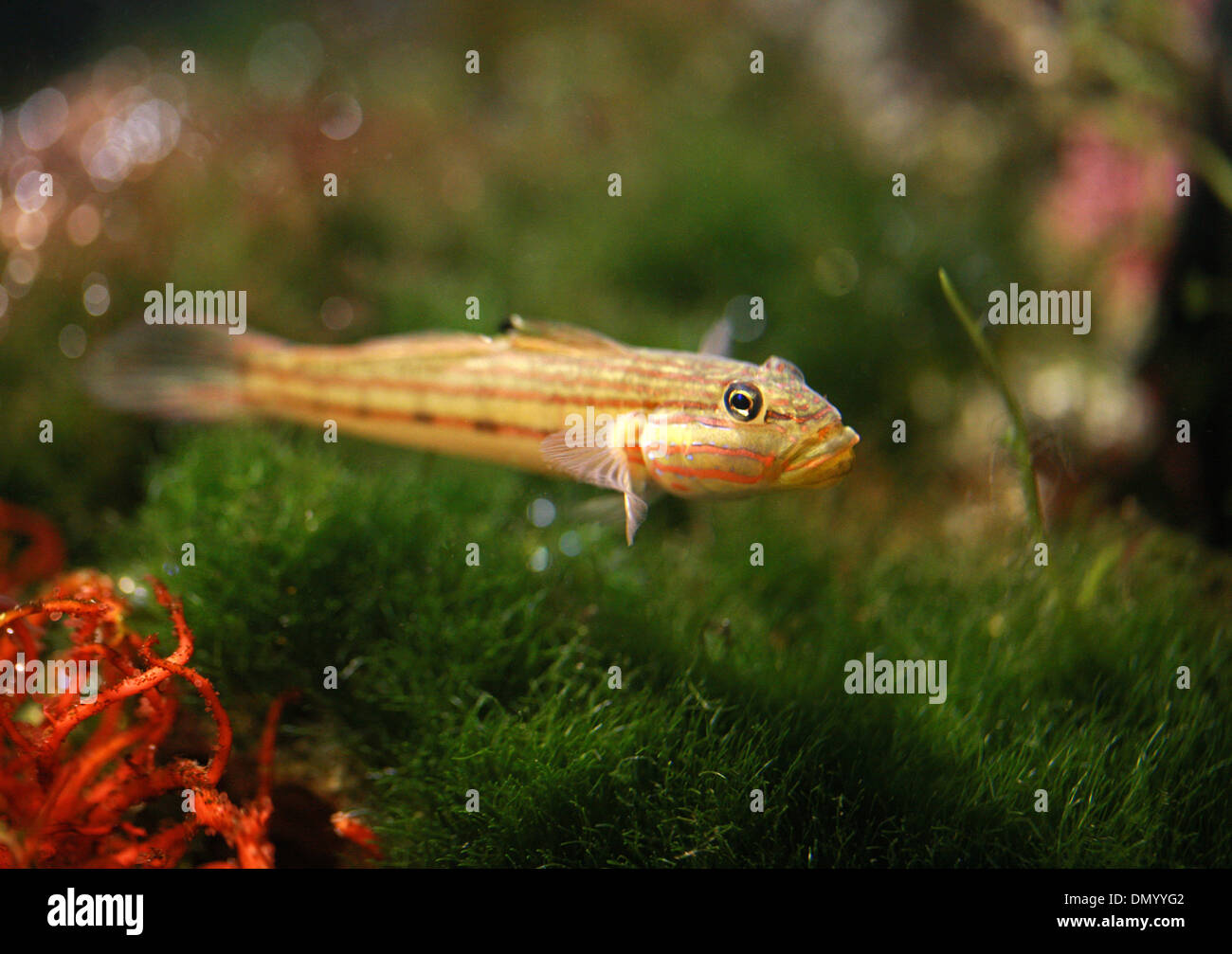 Goby Fish, Gobiinae, Gobiidae, Perciformes. Stock Photo