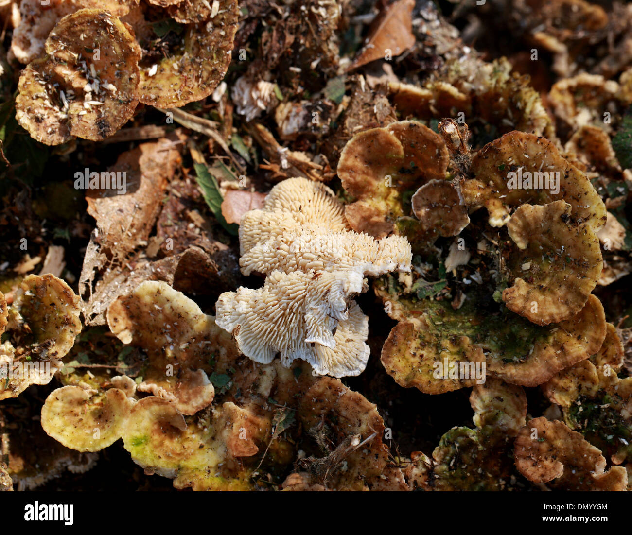 Zoned Tooth Fungus, Hydnellum concrescens, Bankeraceae. Stock Photo
