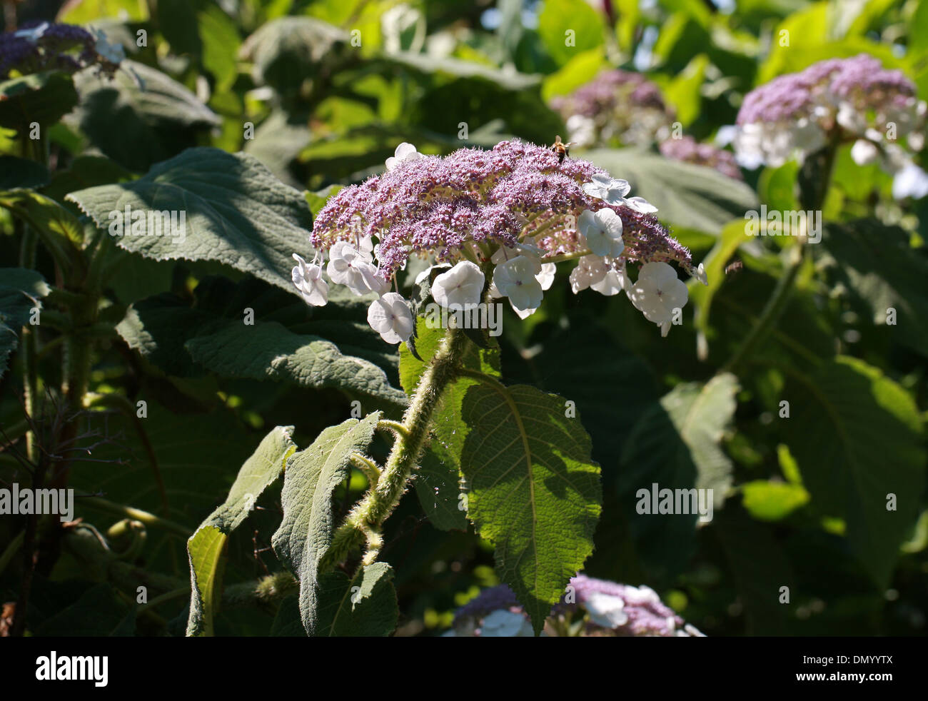 Sargent's Hydrangea or Lacecap, Hydrangea sargentiana, Hydrangeaceae, South and Central China Stock Photo