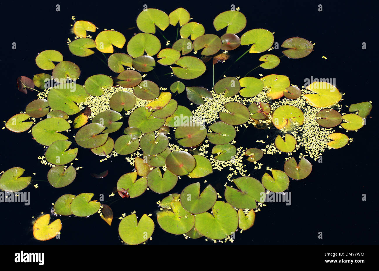 Lily pads. Stock Photo