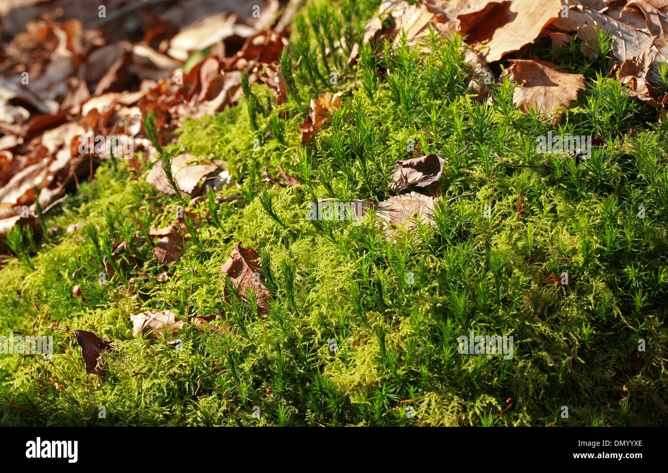 Mosses in a UK Wood. Stock Photo