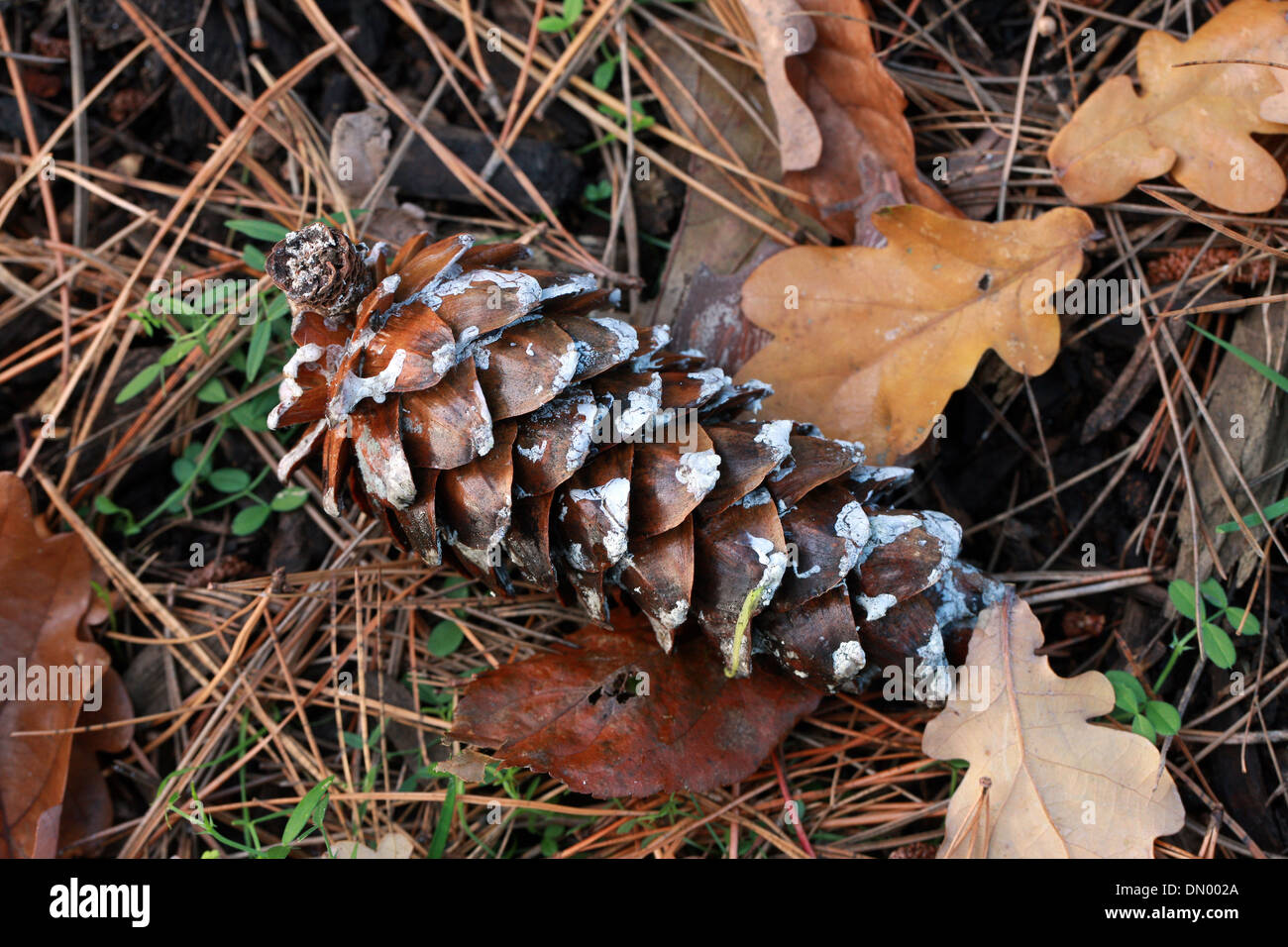 Mexican White Pine Cone, Pinus ayacahuite, Pinaceae, Mexico. Stock Photo