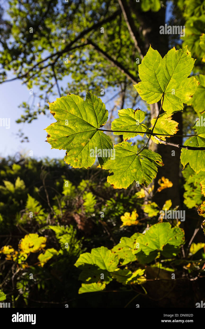 Autumn Sycamore leaves (Acer) at Craigmony in Inverness-shire,Scotland. Stock Photo