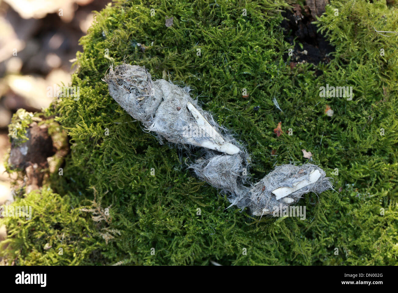 Owl Pellet Containing Hair and Bone Fragments Stock Photo