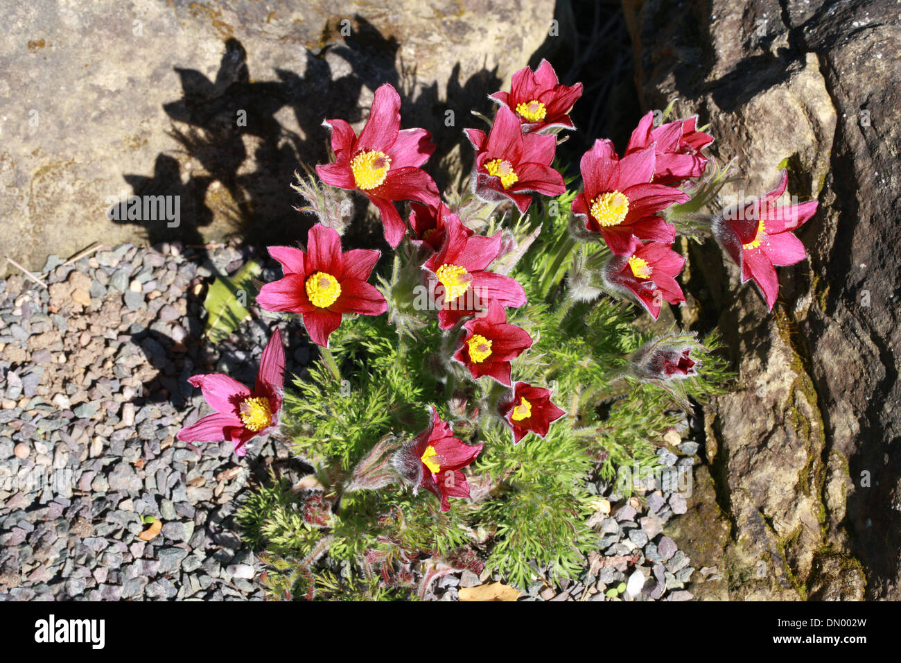 European Pasque Flower, Pasqueflower, Wind Flower, Prairie Crocus, Easter Flower, or Meadow Anemone, Pulsatilla vulgaris. Stock Photo