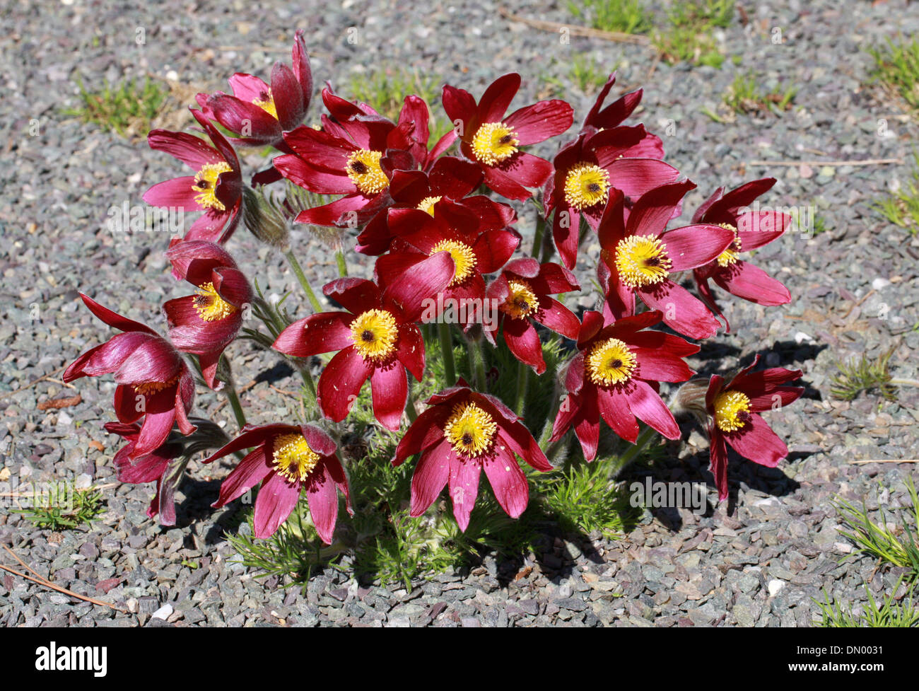 European Pasque Flower, Pasqueflower, Wind Flower, Prairie Crocus, Easter Flower, or Meadow Anemone, Pulsatilla vulgaris. Stock Photo