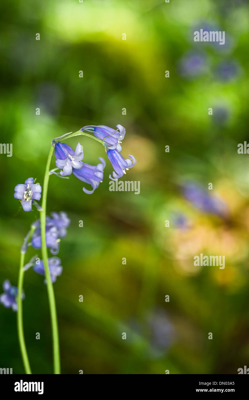 Bluebells in Craig Dunain woods near Loch Ness in Inverness-shire in Scotland. Stock Photo