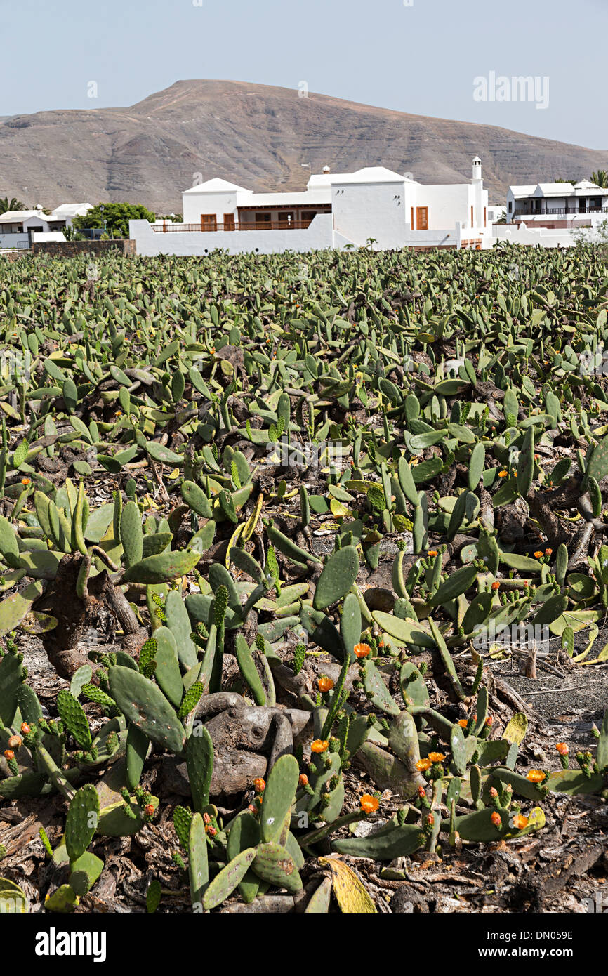 Cochineal cactus farming lanzarote hires stock photography and images
