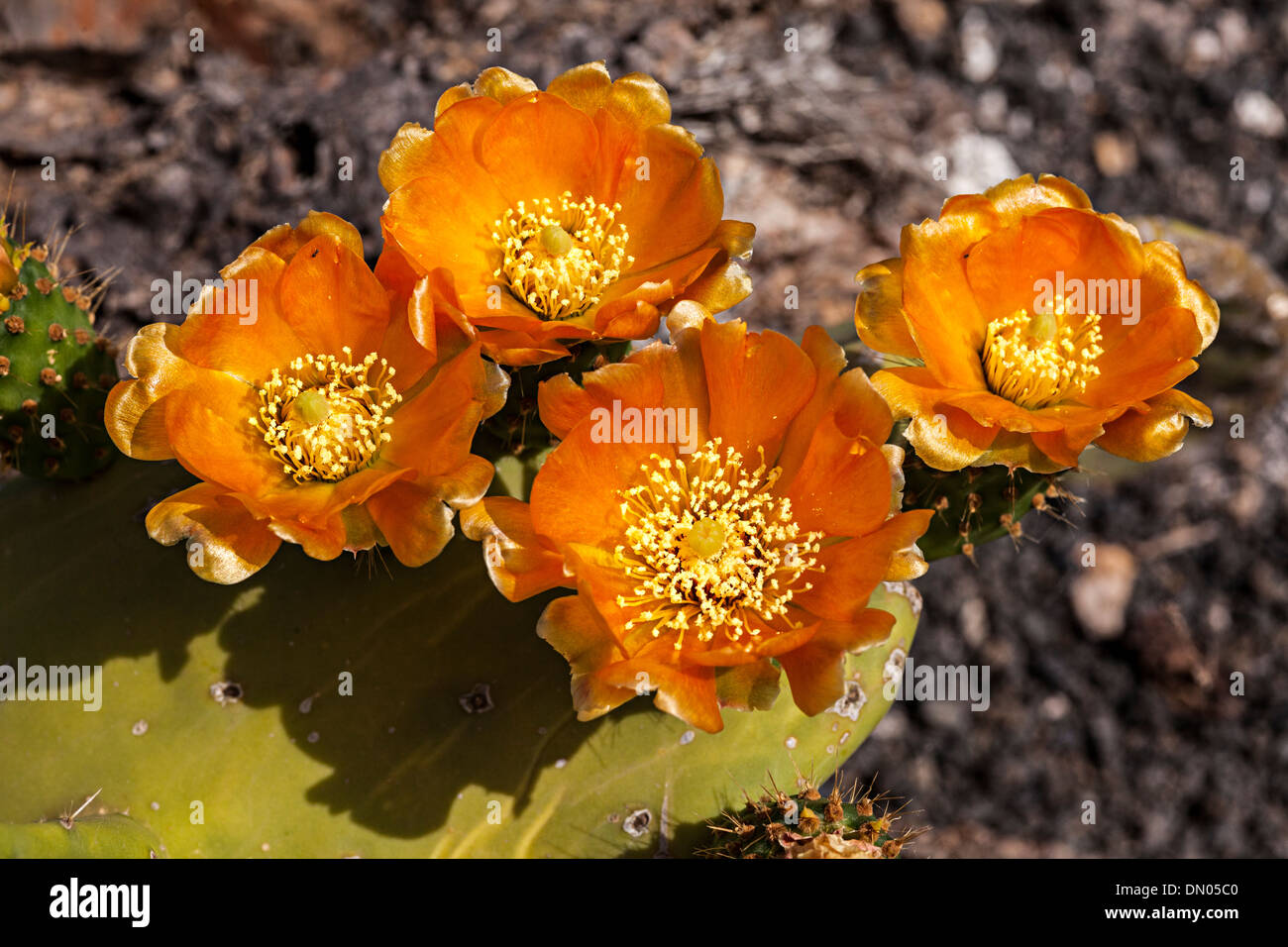 Opuntia prickly pear cactus, farmed on Lanzarote for cochineal beetles, Canary Islands, Spain Stock Photo