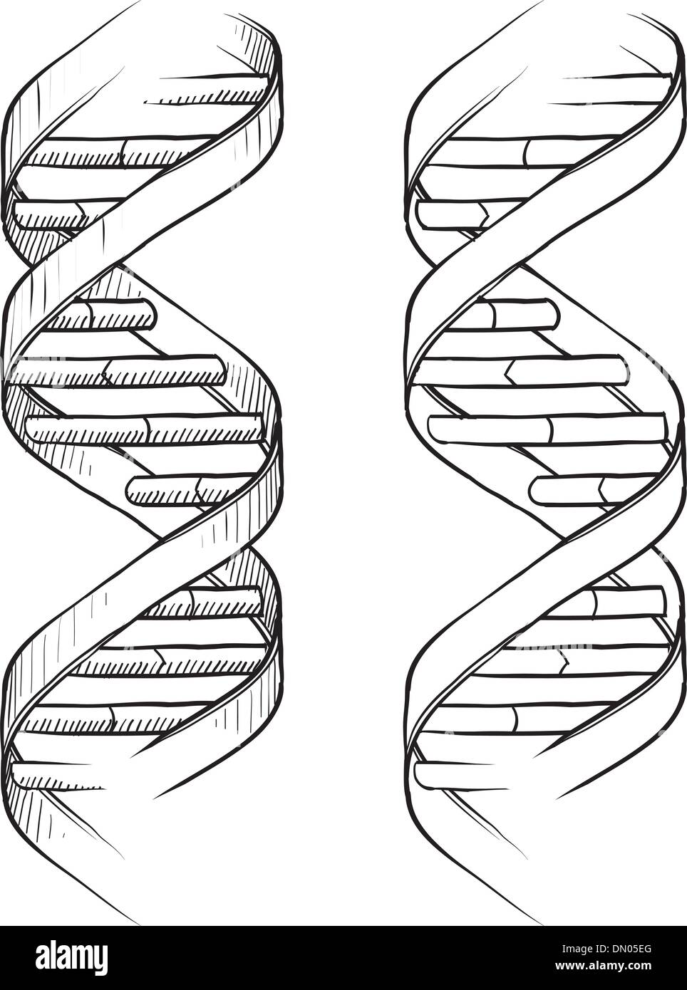 DNA double helix sketch Stock Vector