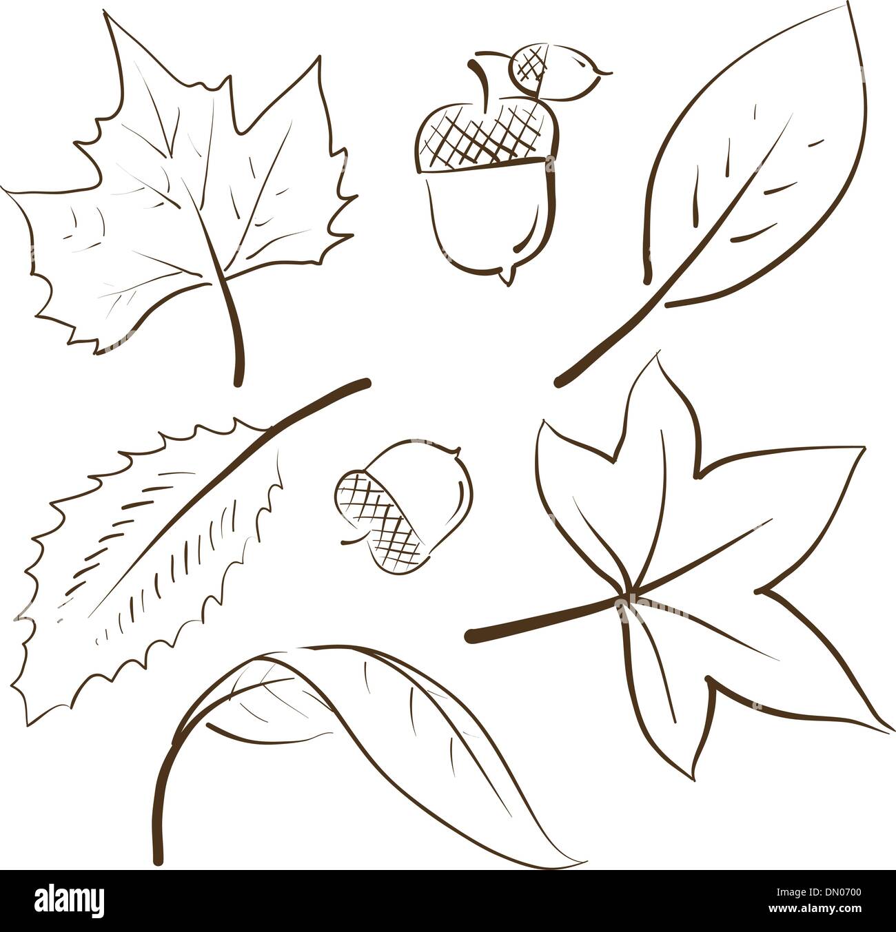 black ink leaf drawing isolated on white, simple line art drawing of a leaf,  hand drawn botanical illustration, black leaf sketch Stock Photo - Alamy