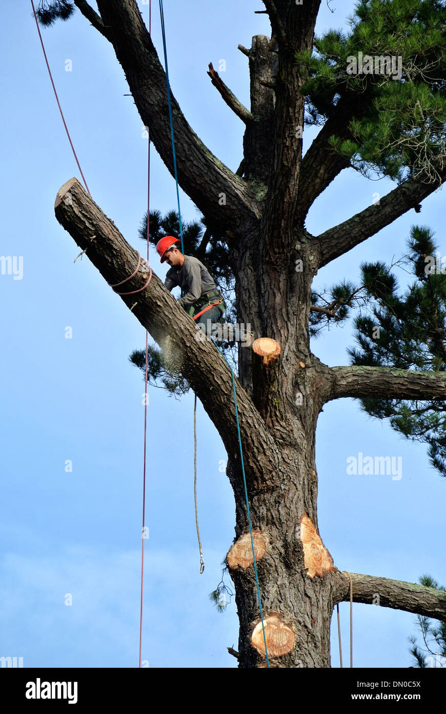 tree trimmer cuts giant oak tree in Mill Valley California Stock Photo