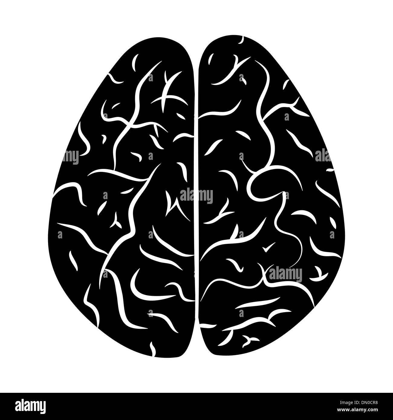 Brain section Black and White Stock Photos & Images - Alamy