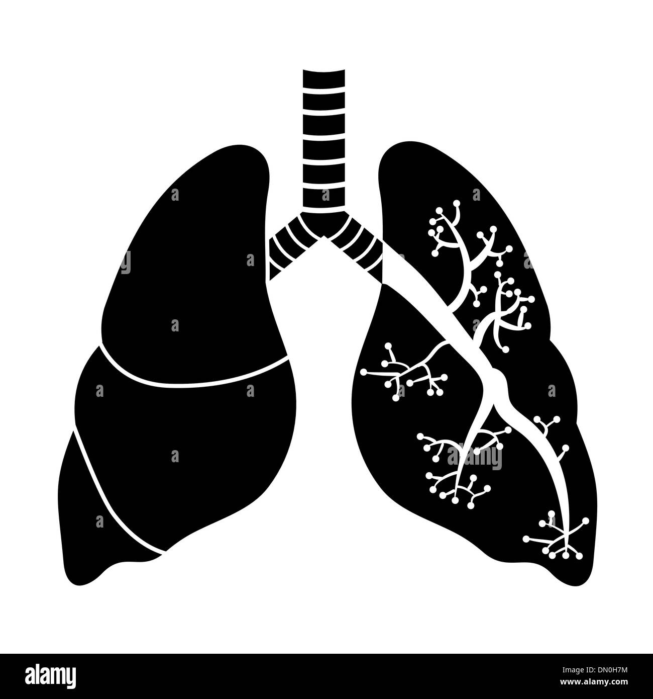 Lungs in Black and White Stock Vector