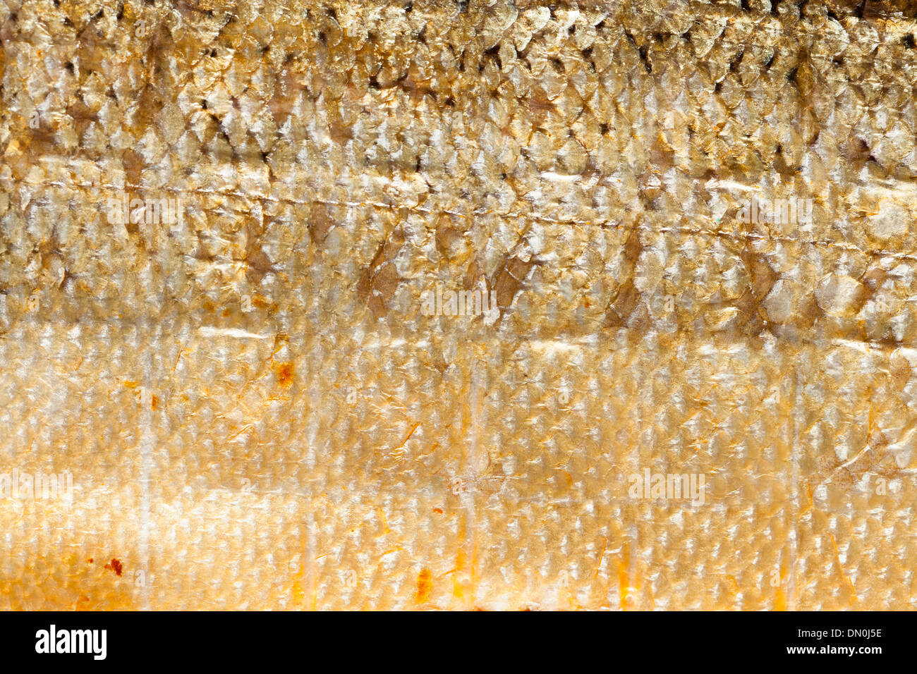 Closeup of shiny scales salmon. Macro fish skin as food animal background texture Stock Photo