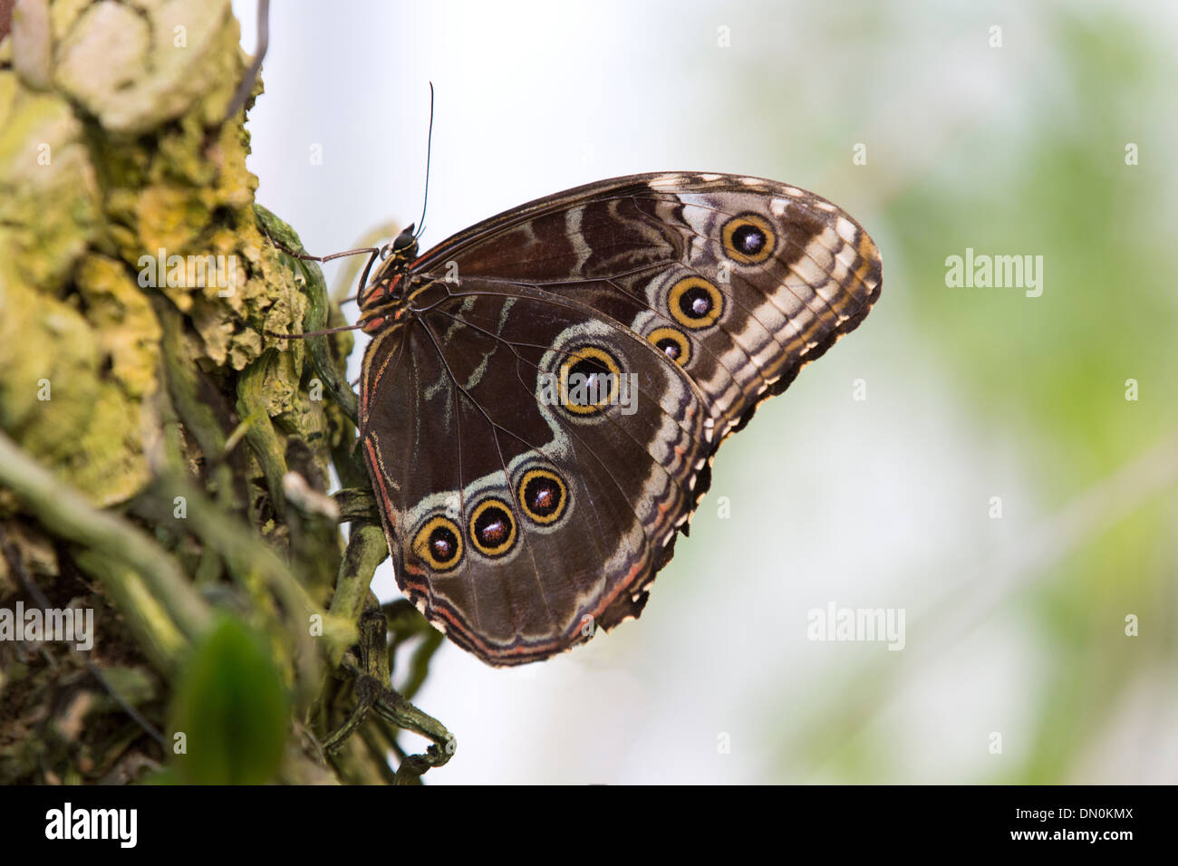 Blue Morpho Butterfly with wings closed to expose brown underside with ...