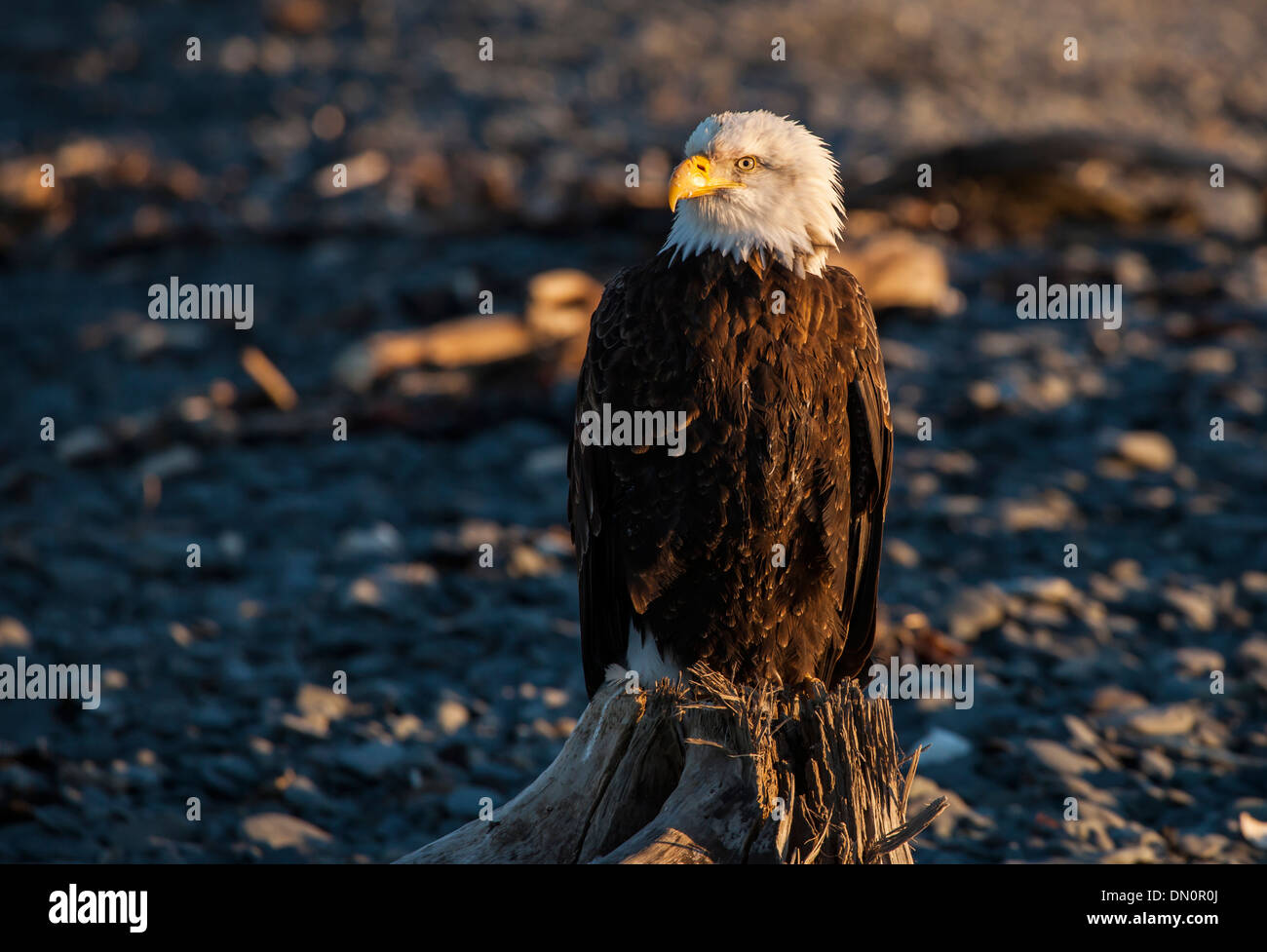 Close up of a Bald Eagle sitting on driftwood on an Alaskan beach in warm evening light. Stock Photo