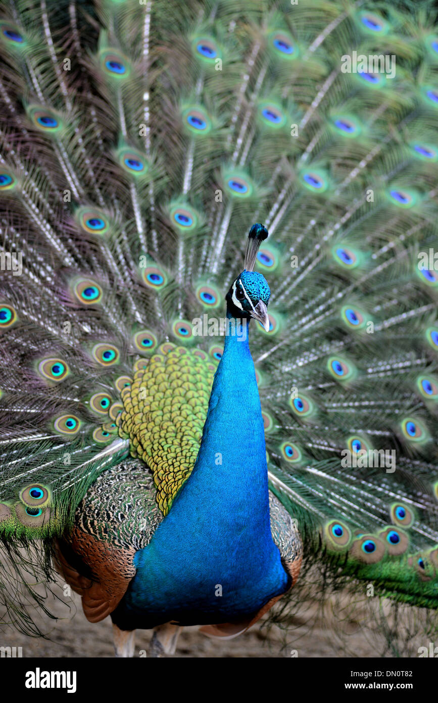 Peacock Displaying its plumage Stock Photo