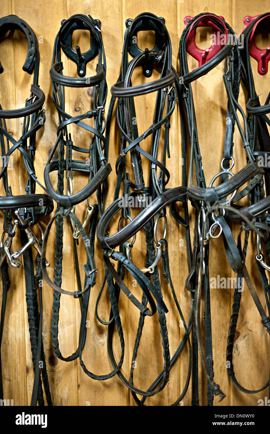 Leather horse bridles and bits hanging on wall of stable Stock Photo