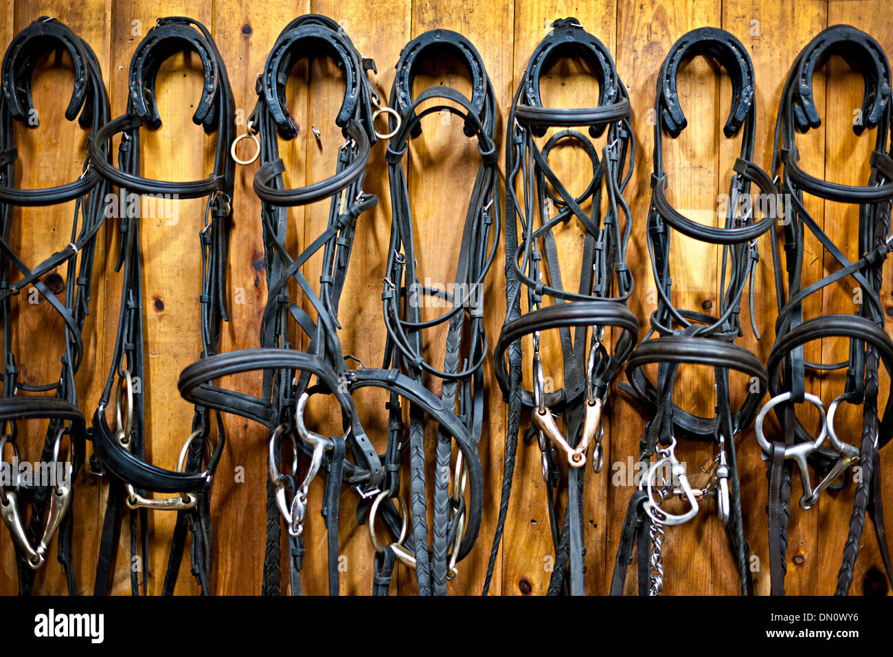 Leather horse bridles and bits hanging on wall of stable Stock Photo