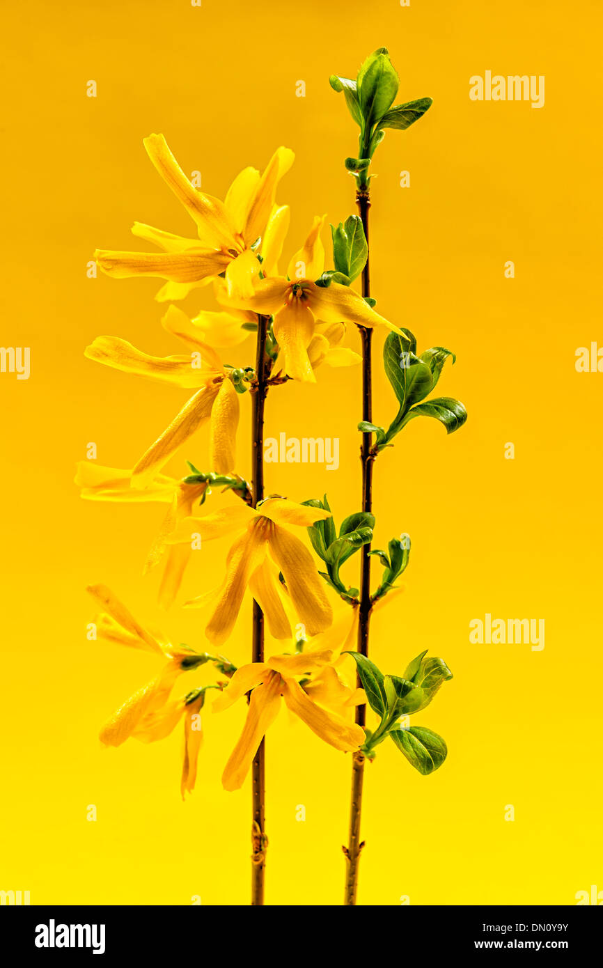 Spring forsythia branches with flowers and green leaves on yellow background Stock Photo