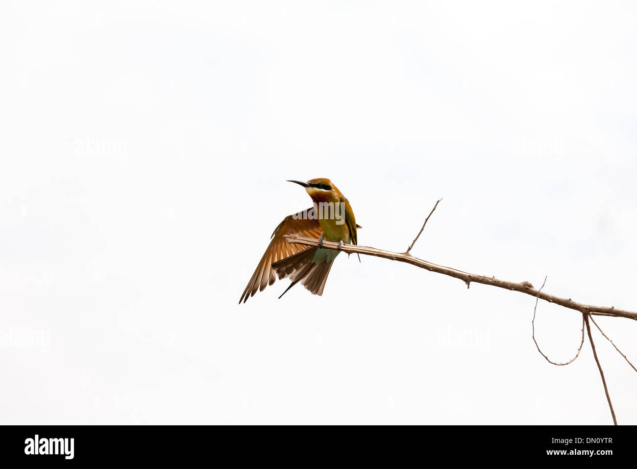 Bee-eaters are a family of birds from the order scharrelaarvogels. The family has 26 species distributed over three generations. Stock Photo