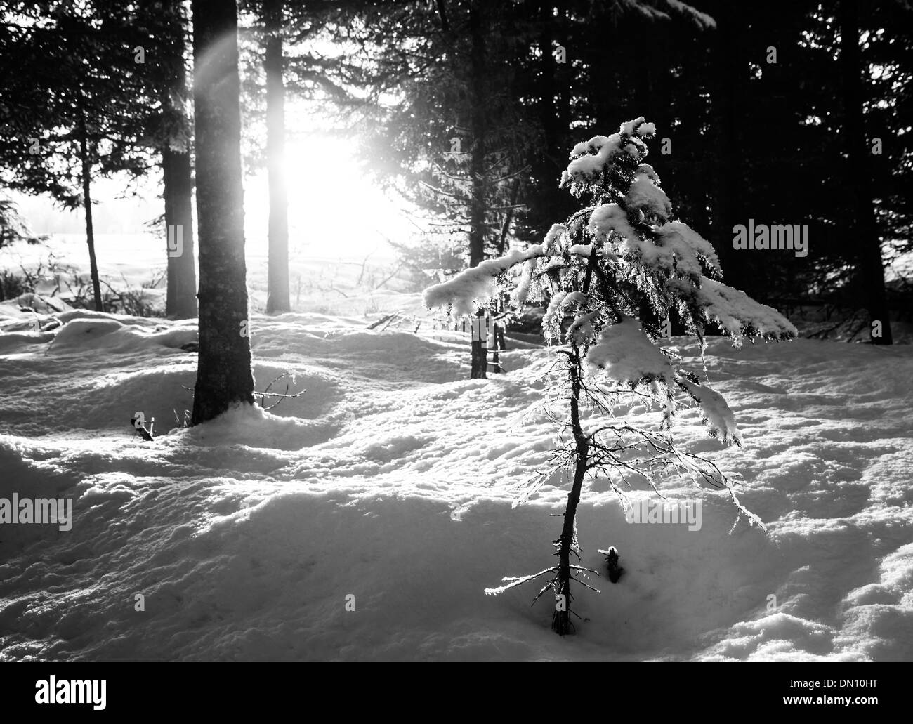Sunlight shining into a forest through spruce trees onto a small tree with snow. Stock Photo