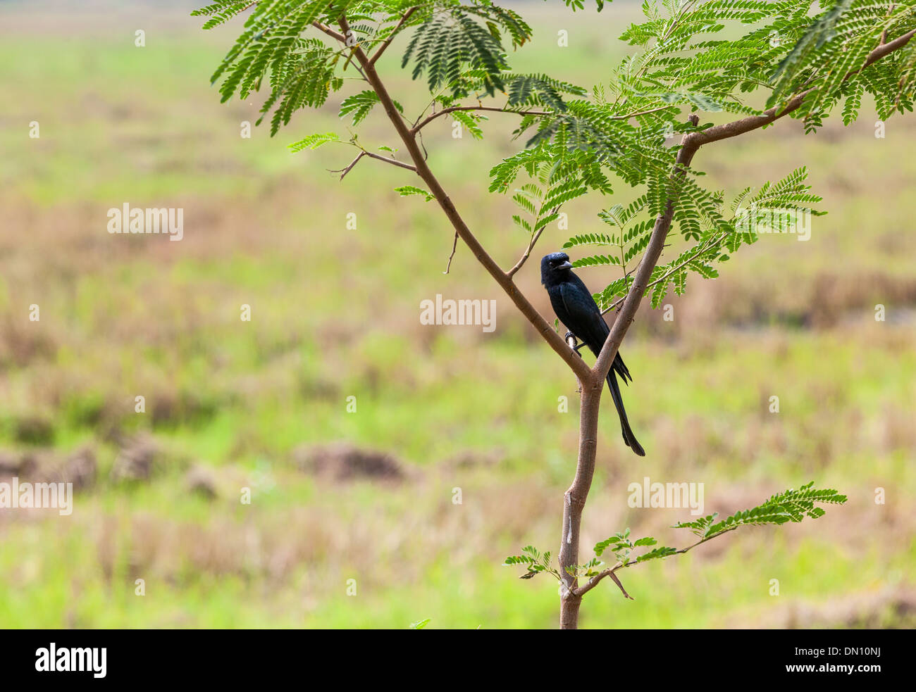 The konings drongo is a songbird species from the family of the Drongo's from the genus Dicrurus. Previously, this species was c Stock Photo