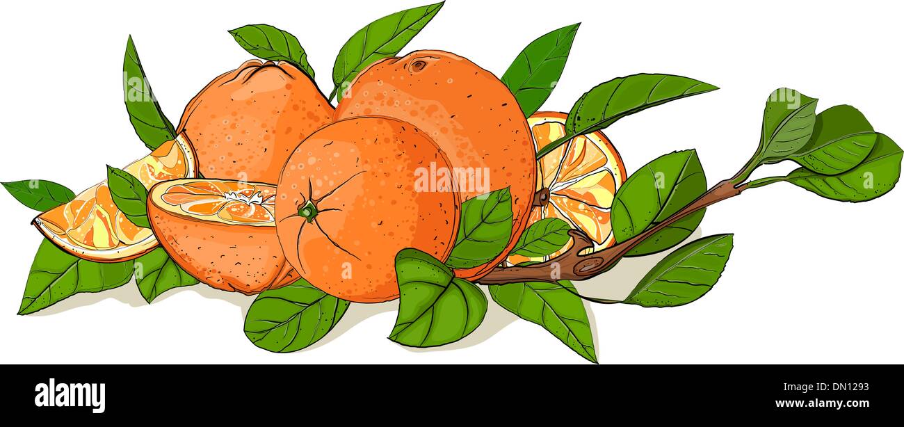 Fresh Oranges and Leaves Composition Stock Vector Image & Art - Alamy