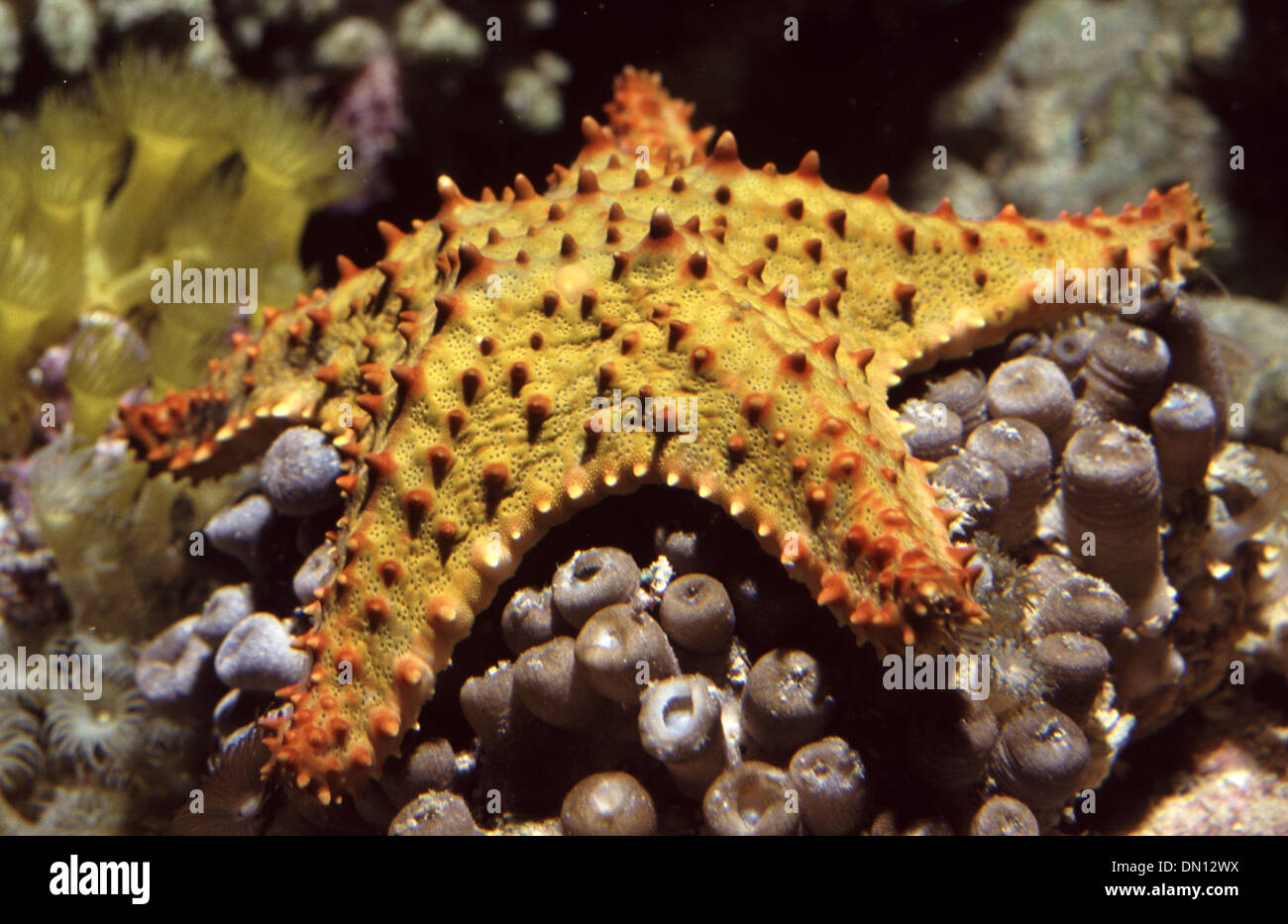Cushion star (Oreaster reticulatus) feeding Zoanthids Stock Photo Alamy