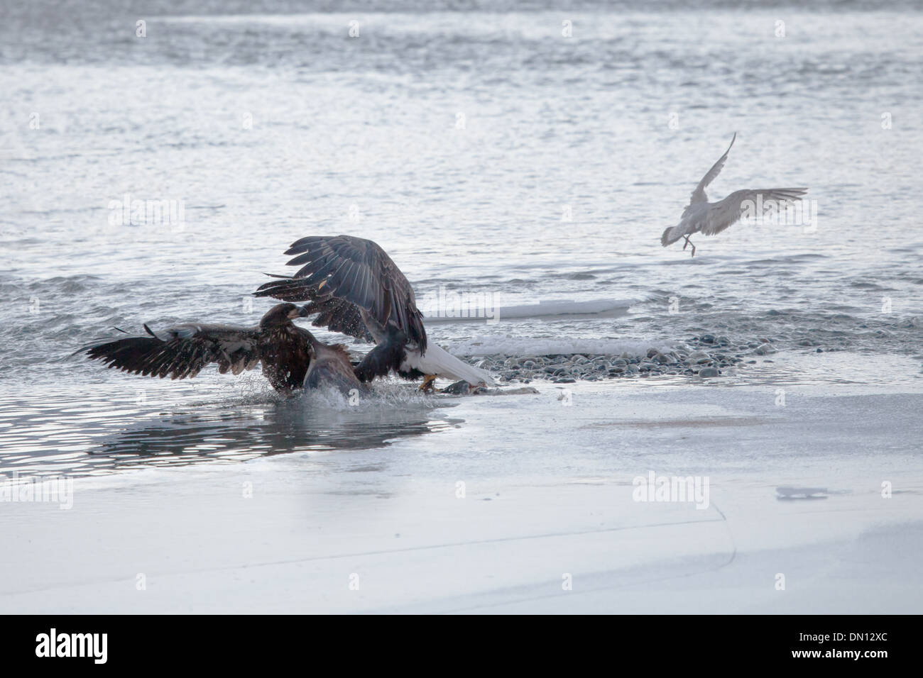Eagles at the Chilkat Bald Eagle Preserve near Haines Alaska fighting over a salmon in winter. Stock Photo