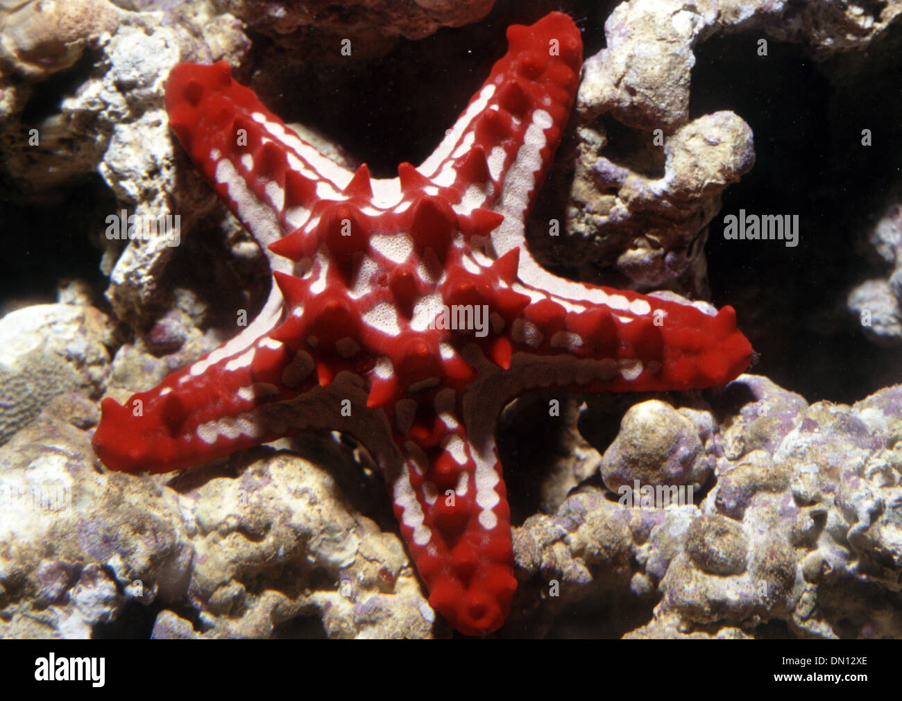Tropical Starfish (Protoreaster linckii) Stock Photo