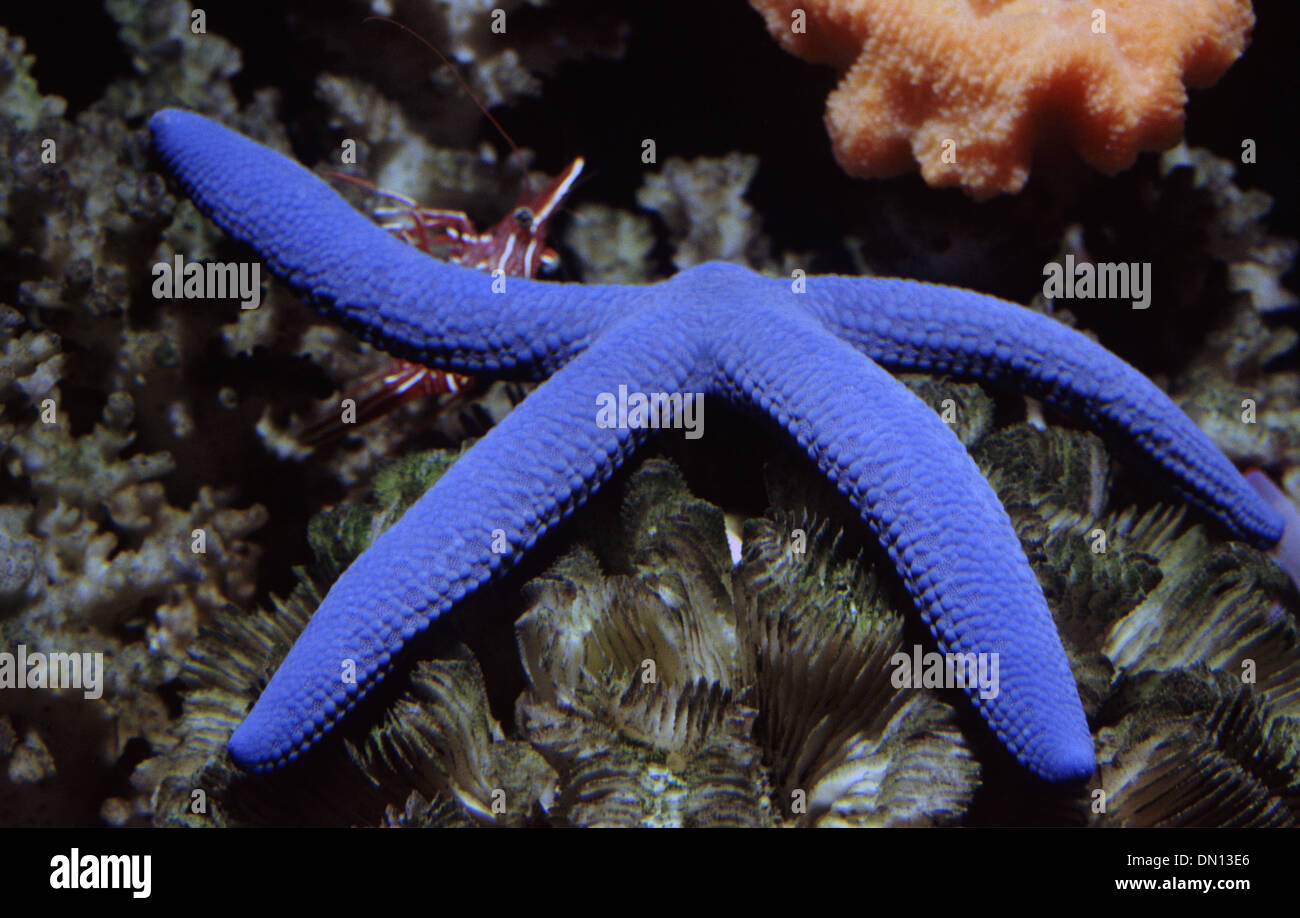Blue starfish (Linckia laevigata Stock Photo - Alamy