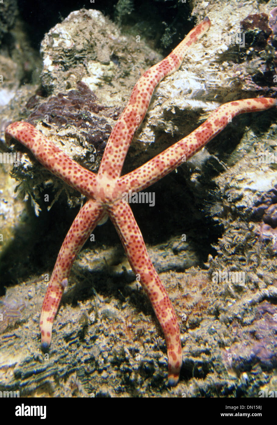 Starfish (Linckia multifora) in aquarium Stock Photo