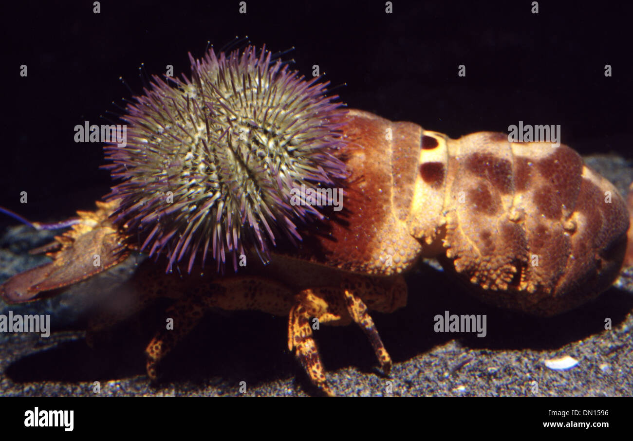 Sea urchin (Lytechinus variegatus) on Spanish slipper lobster (Scyllarides aequinoctialis) Stock Photo