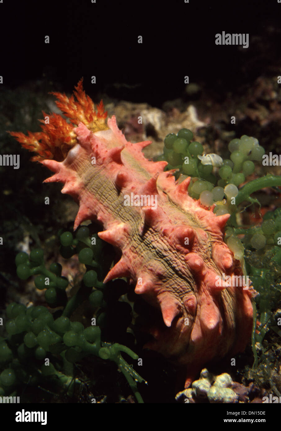 Spiny or Pink & Green sea cucumber (Pentacta anceps) Stock Photo