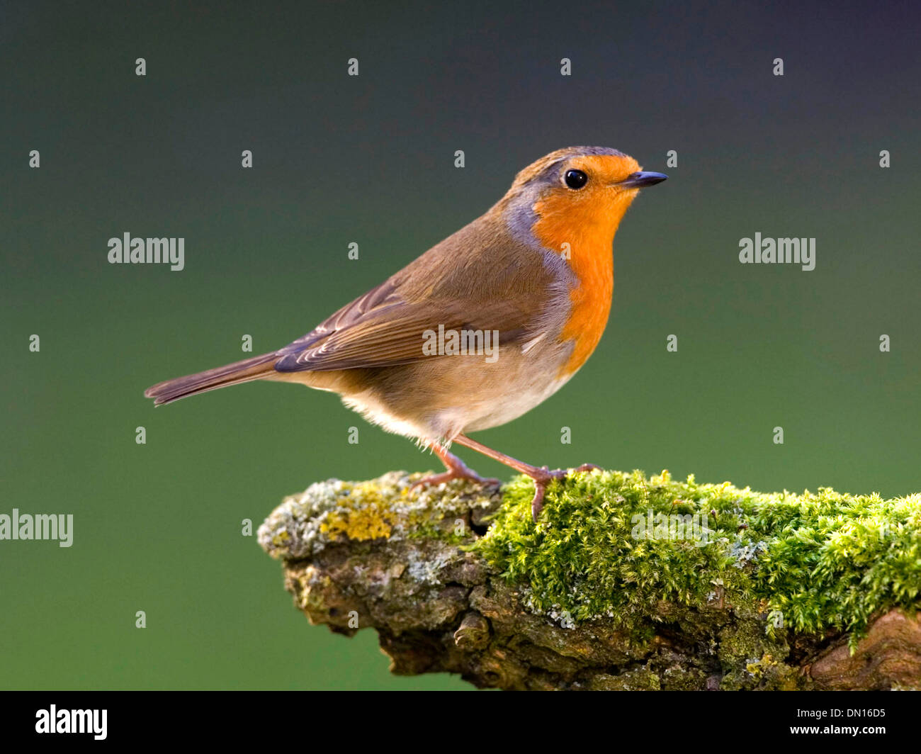 Robins In England European robin england hi-res stock photography and images - Alamy