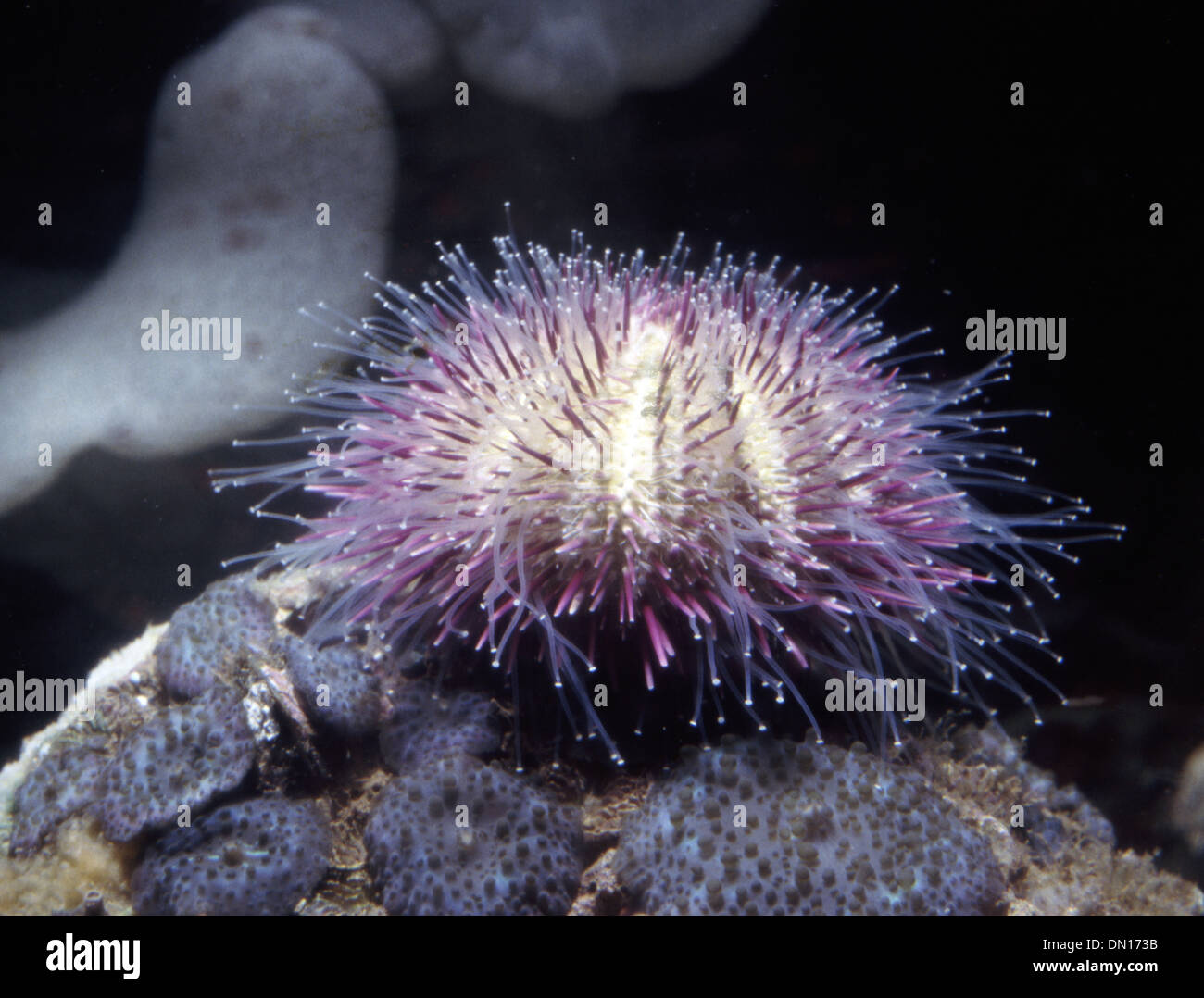Sea urchin (Lytechinus variegatus) Stock Photo