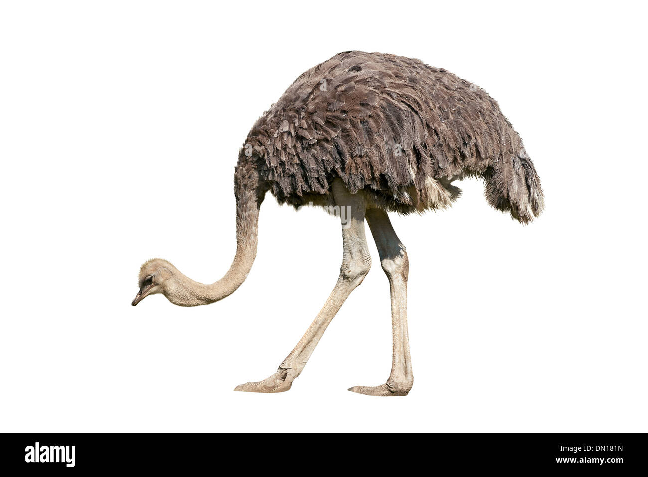 Ostrich emu isolated over white background Stock Photo