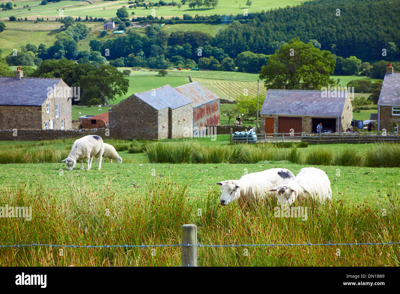 Texel sheep in a field in Northumberland, England, UK. Stock Photo