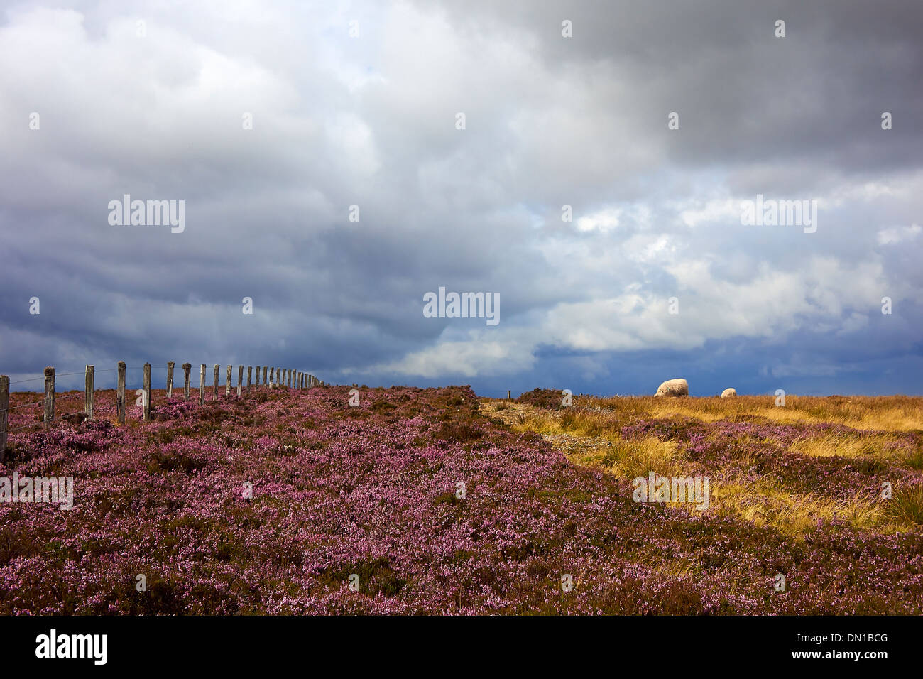 Wild heather flowering in the English Countryside, UK. Stock Photo