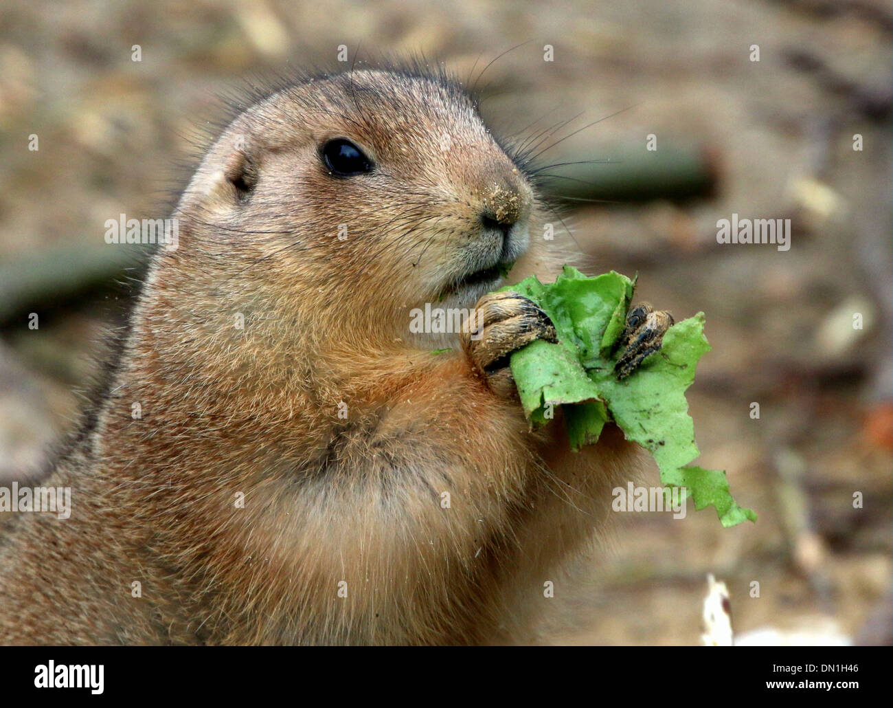 Black-tailed prairie dog (Cynomys ludovicianus) in a zoo setting eating lettuce Stock Photo