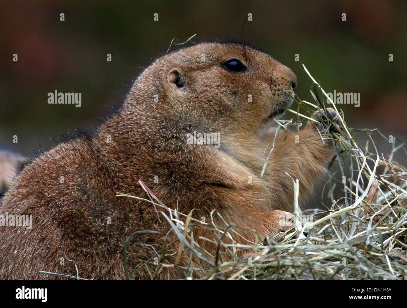 Black-tailed prairie dog (Cynomys ludovicianus) in a zoo setting Stock Photo