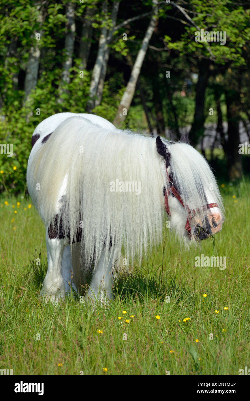Coloured cob, Appleby Horse Fair, June 2013. Appleby-in-Westmorland, Cumbria, England, United Kingdom, Europe. Stock Photo